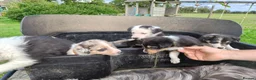 Border Collie dogs for sale: Border collie puppies - Advert 1