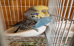 Budgerigars birds for sale: Exhibition budgie flock  - Image 13