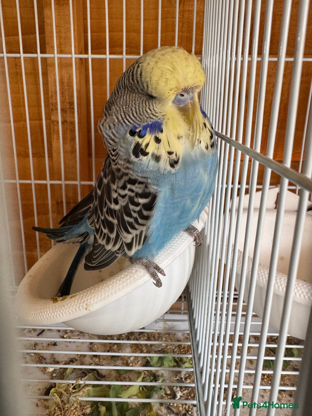 Budgerigars birds for sale: Exhibition budgie flock  - Image 13