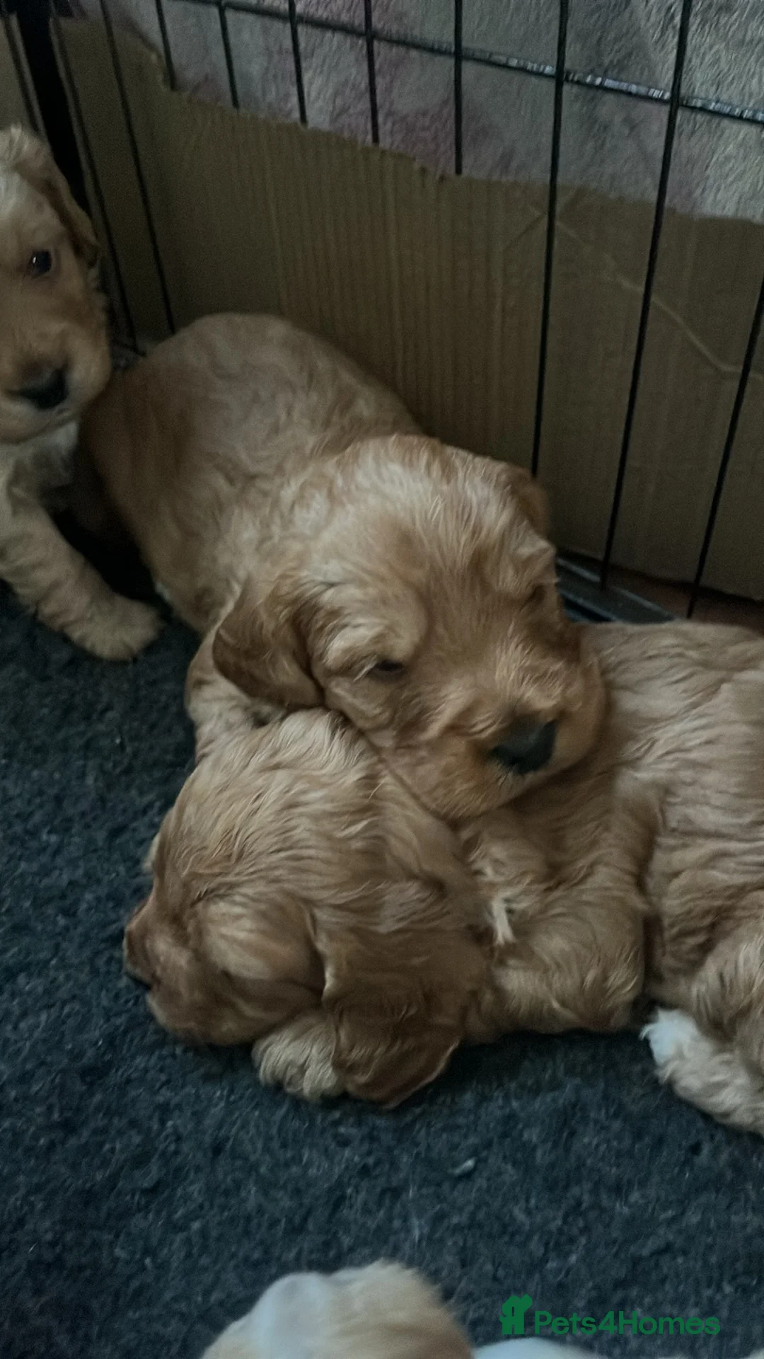 Cockapoo dogs for sale: Cockapoos in Bodmin - Advert 17