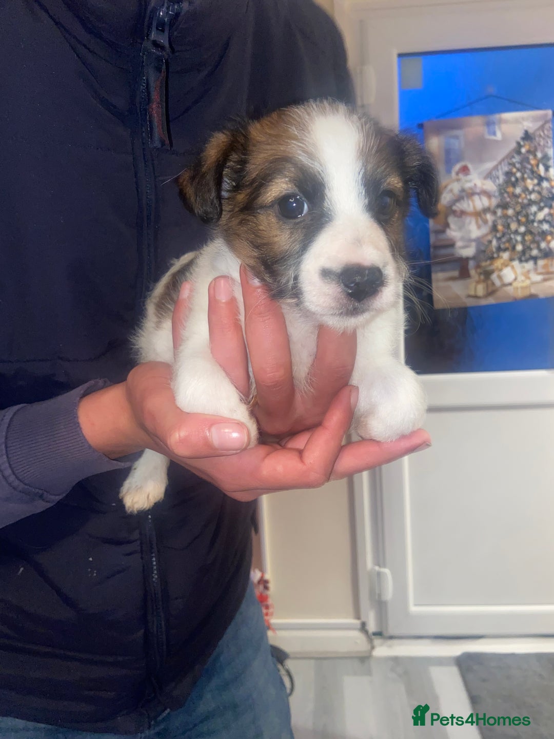 Jack Russell dogs for sale: Beautiful jackrussels pup - Advert 2