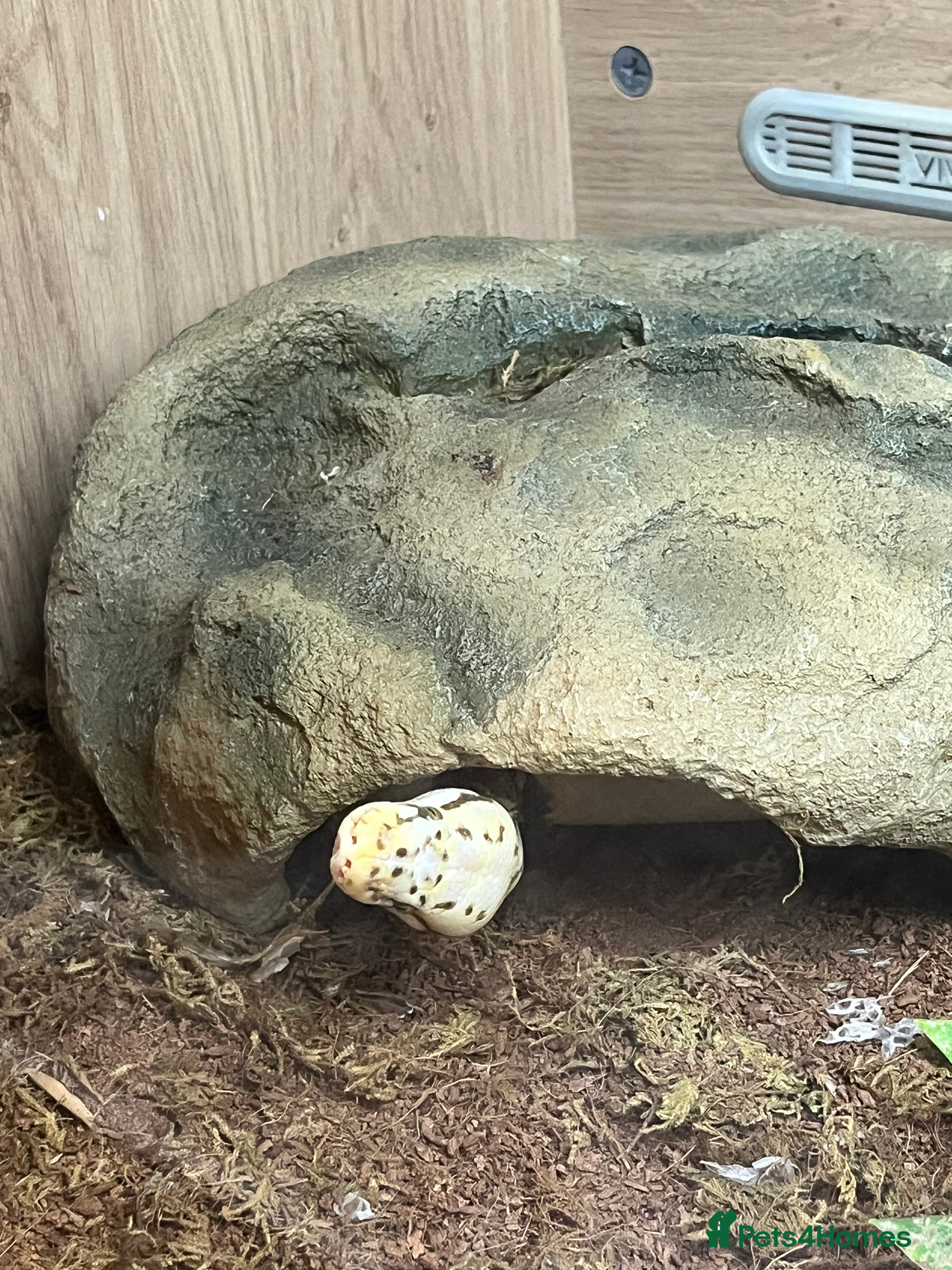 Python Snake reptiles Ball python and full vivarium set up - Advert 14