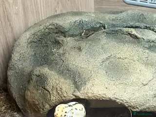 Python Snake reptiles Ball python and full vivarium set up - Advert 14