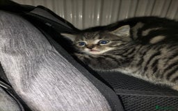 Mixed Breed cats for sale: 5 Beautiful Tabby Kittens - Image 5