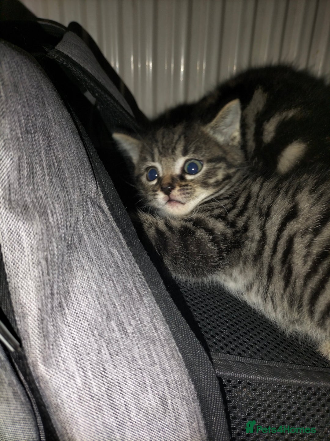 Mixed Breed cats for sale: 5 Beautiful Tabby Kittens - Image 5