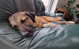 Mixed Breed dogs for adoption: Levi - Norwich Norfolk  - Image 20