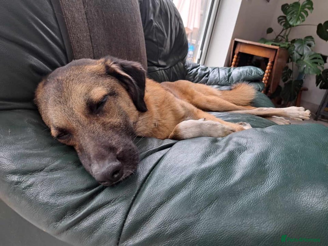 Mixed Breed dogs for adoption: Levi - Norwich Norfolk  - Image 20