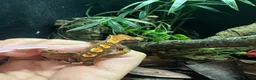 Gecko reptiles for sale: Gargoyle, Crested geckos,mourning geckos  - Advert 7