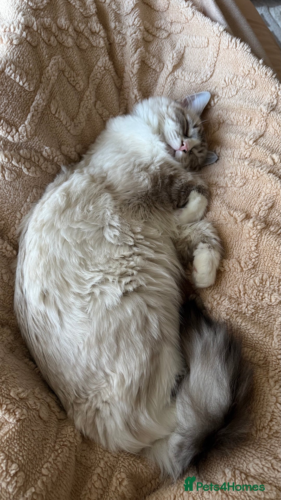 Ragdoll cats for sale: Ragdoll blue lynx - Male - Advert 4