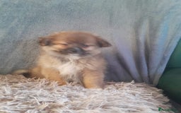 Pomeranian dogs for sale: Pomeranian puppies - Image 1