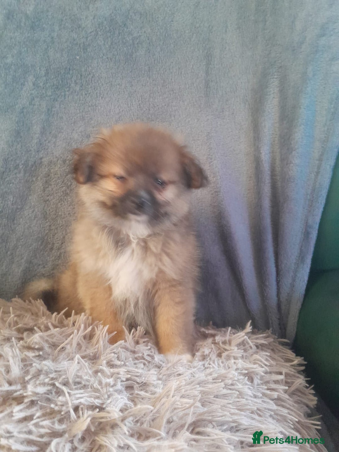 Pomeranian dogs for sale: Pomeranian puppies - Image 1