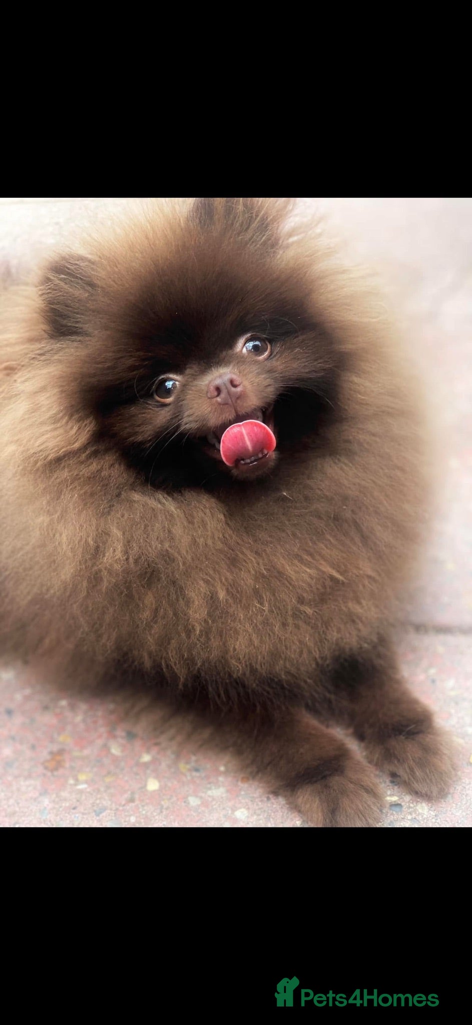 Pomeranian dogs Amazing Poms teddy bear boy - reduced price  - Advert 1