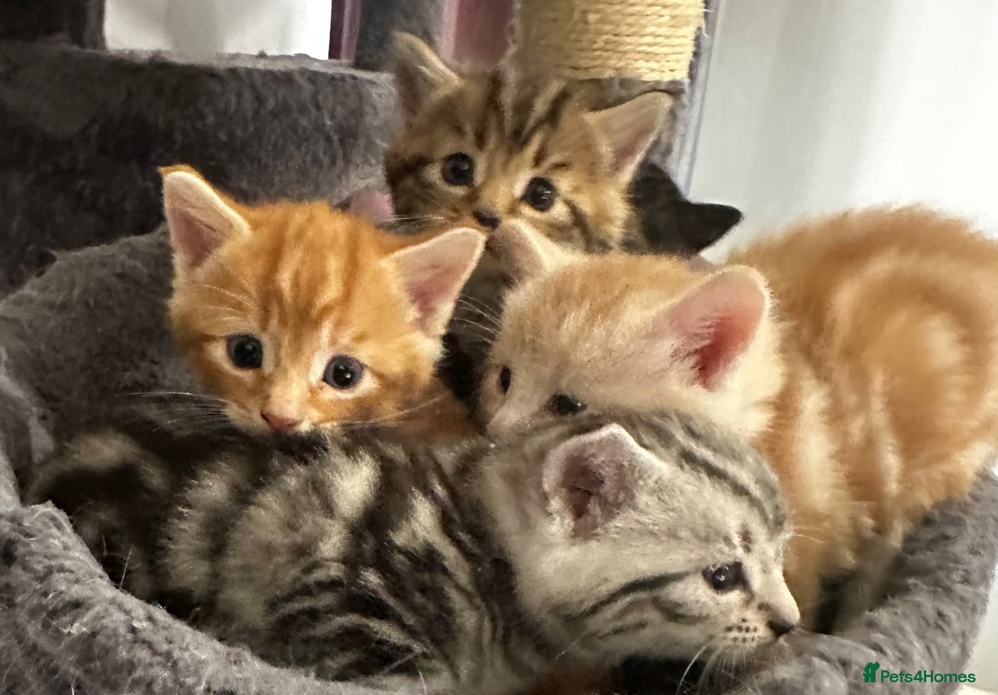Domestic Shorthair cats Kittens for sale - Advert 16