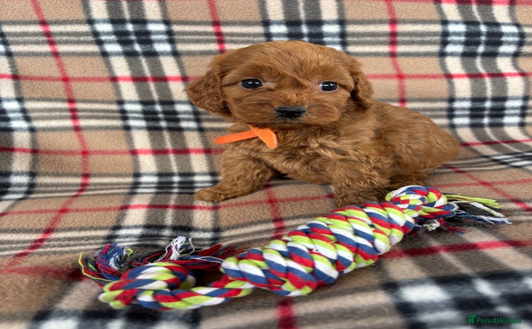 Cockapoo dogs - Advert 11