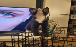 Mixed Breed cats for sale: 4 sweet little kittens Ready for a New Home  - Image 8