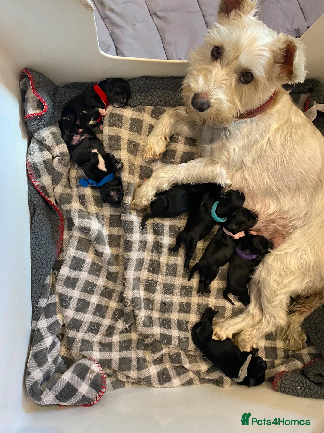 Miniature Schnauzer dogs for sale: Miniature Schnauzer puppies in Airdrie - Advert 1