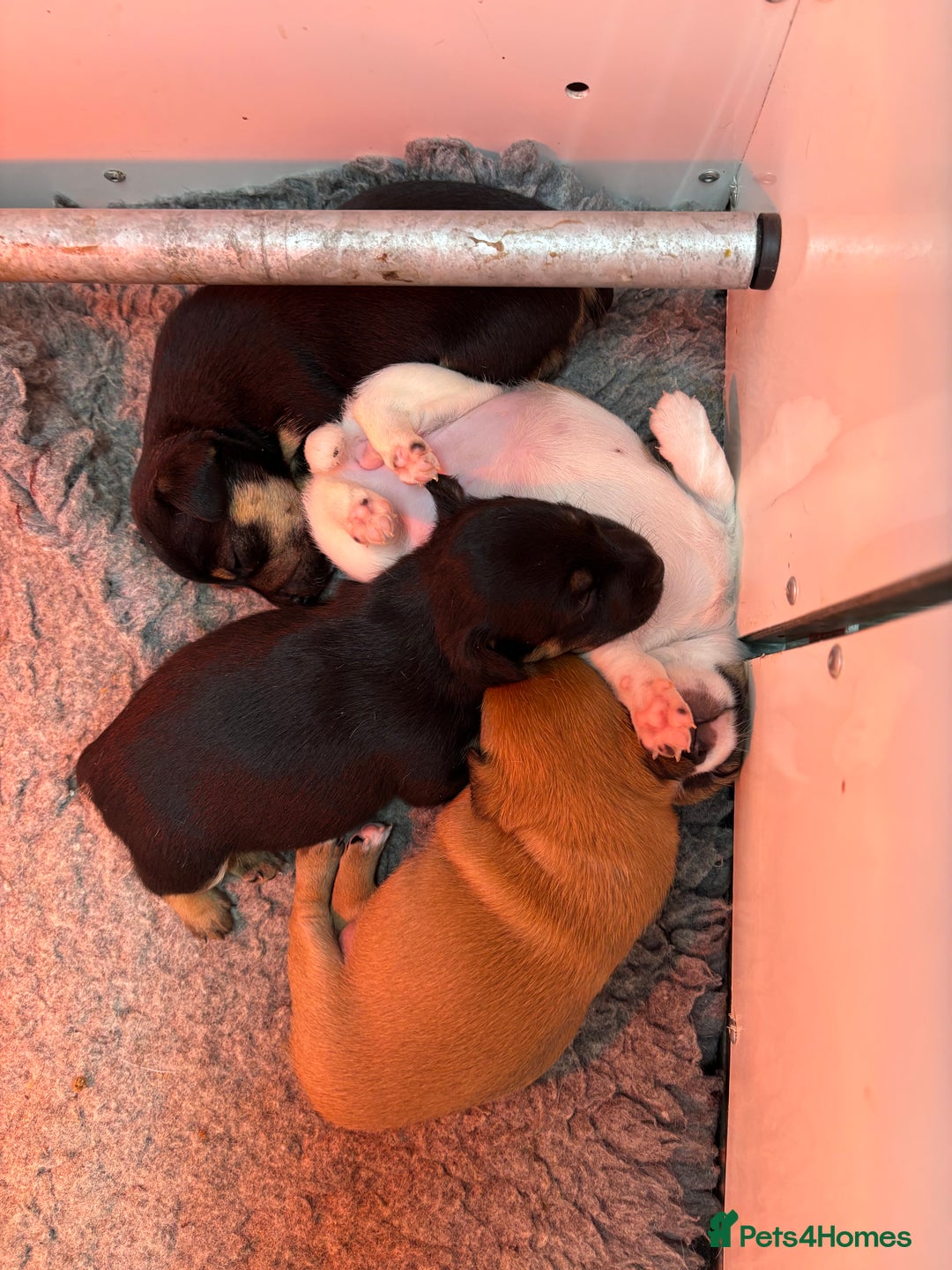 Jack Russell dogs for sale: *last one* Miniature Jack Russell’s  - Advert 11