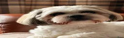 Mixed Breed dogs for sale: 14 months old Shih-apso - Advert 6