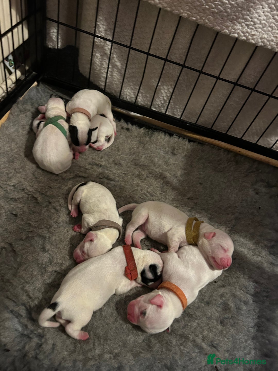 Mixed Breed dogs for sale: 7 gorgeous American Bulldog x Springer Spaniel - Advert 6