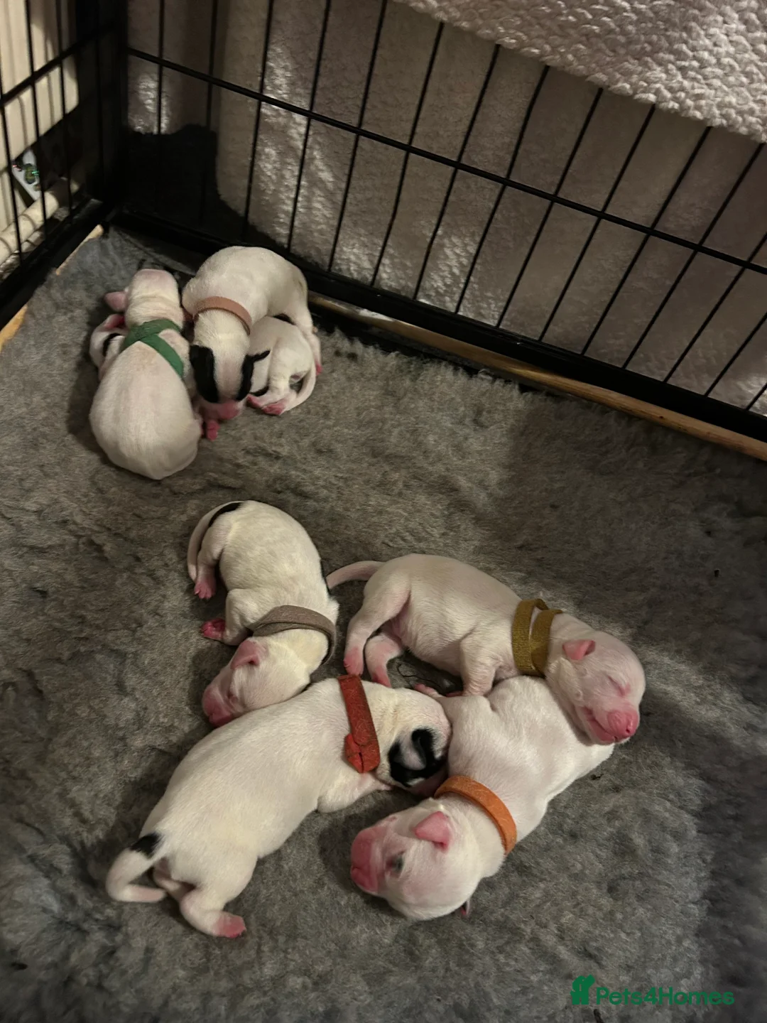 Mixed Breed dogs for sale: 7 gorgeous American Bulldog x Springer Spaniel - Advert 6