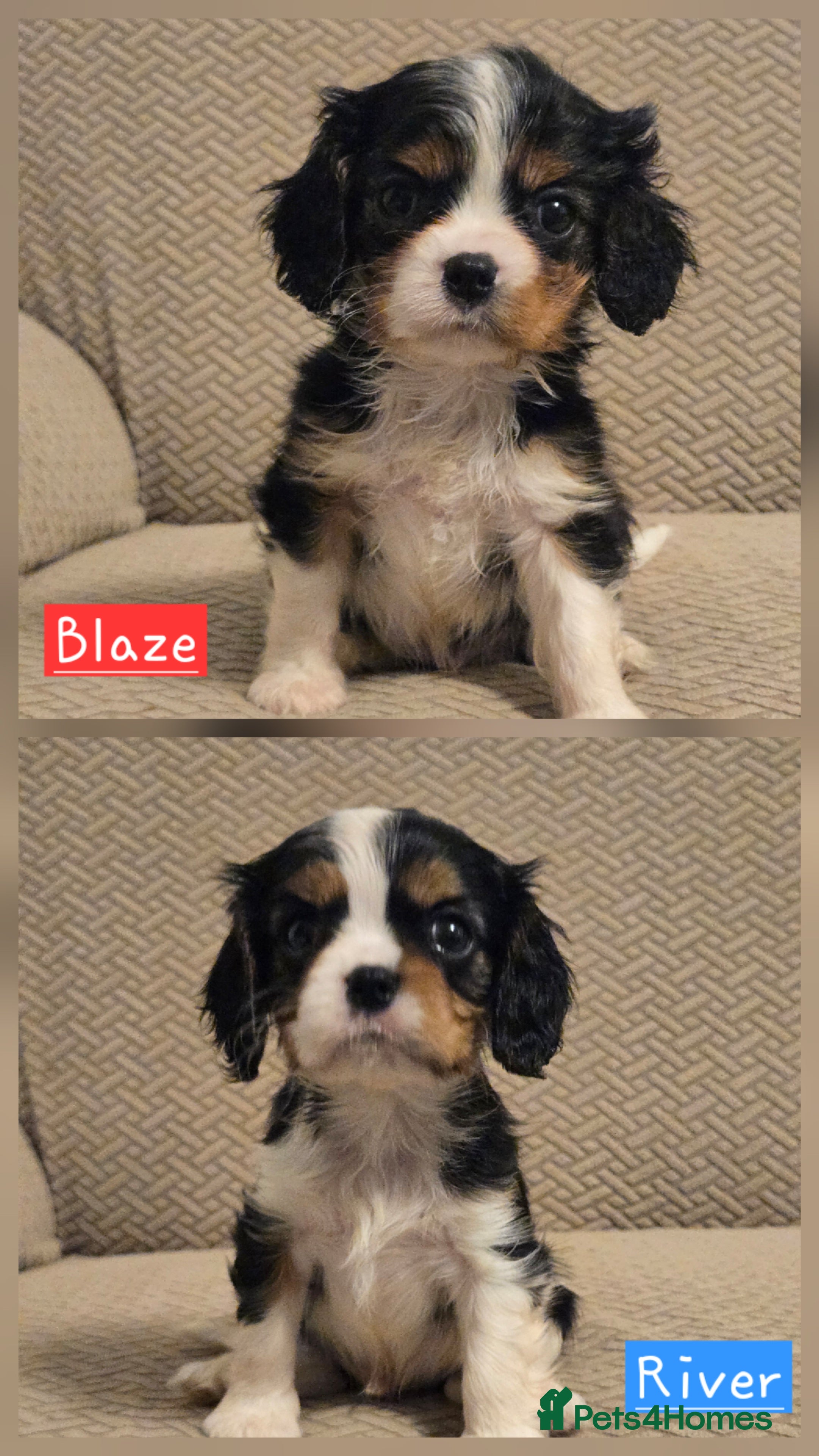 Cavalier King Charles Spaniel dogs KC Reg fully health tested parents cavvie pups  - Advert 5