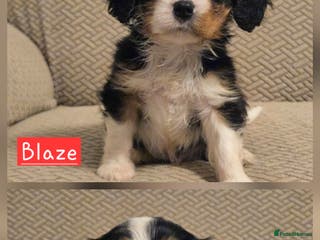 Cavalier King Charles Spaniel dogs KC Reg fully health tested parents cavvie pups - Advert 5