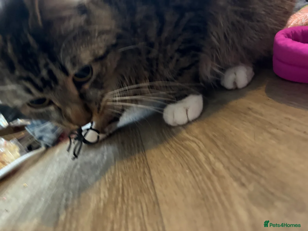 British Longhair cats for sale: Long hair tabby kittens ready to go - Advert 9