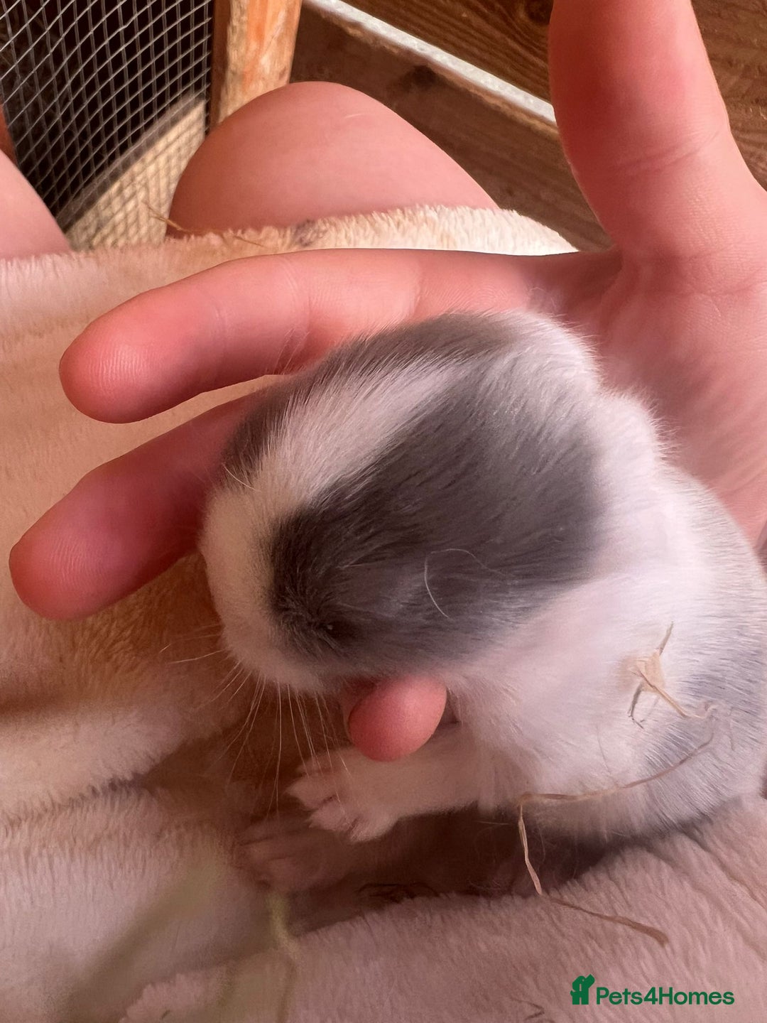 Mixed Breed rabbits for sale: Baby Rabbits for sale - Image 5