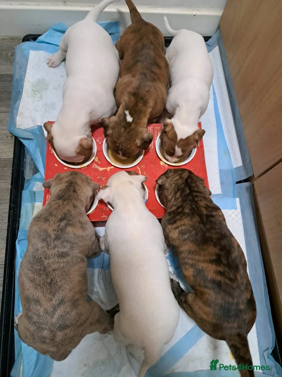 Staffordshire Bull Terrier dogs for sale: Five female small dogs and three male small dogs. - Advert 3