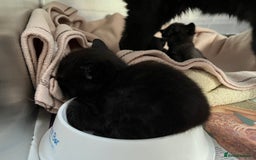 Mixed Breed cats for sale: Male black kitten - ready now - Image 17