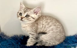 British Shorthair cats for sale: Ready NOW- Blue Silver Spotted Tabby - Image 3