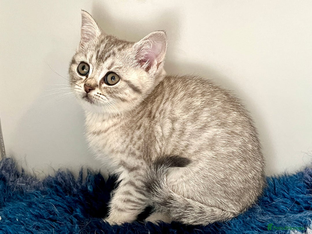 British Shorthair cats for sale: Ready NOW- Blue Silver Spotted Tabby - Image 3