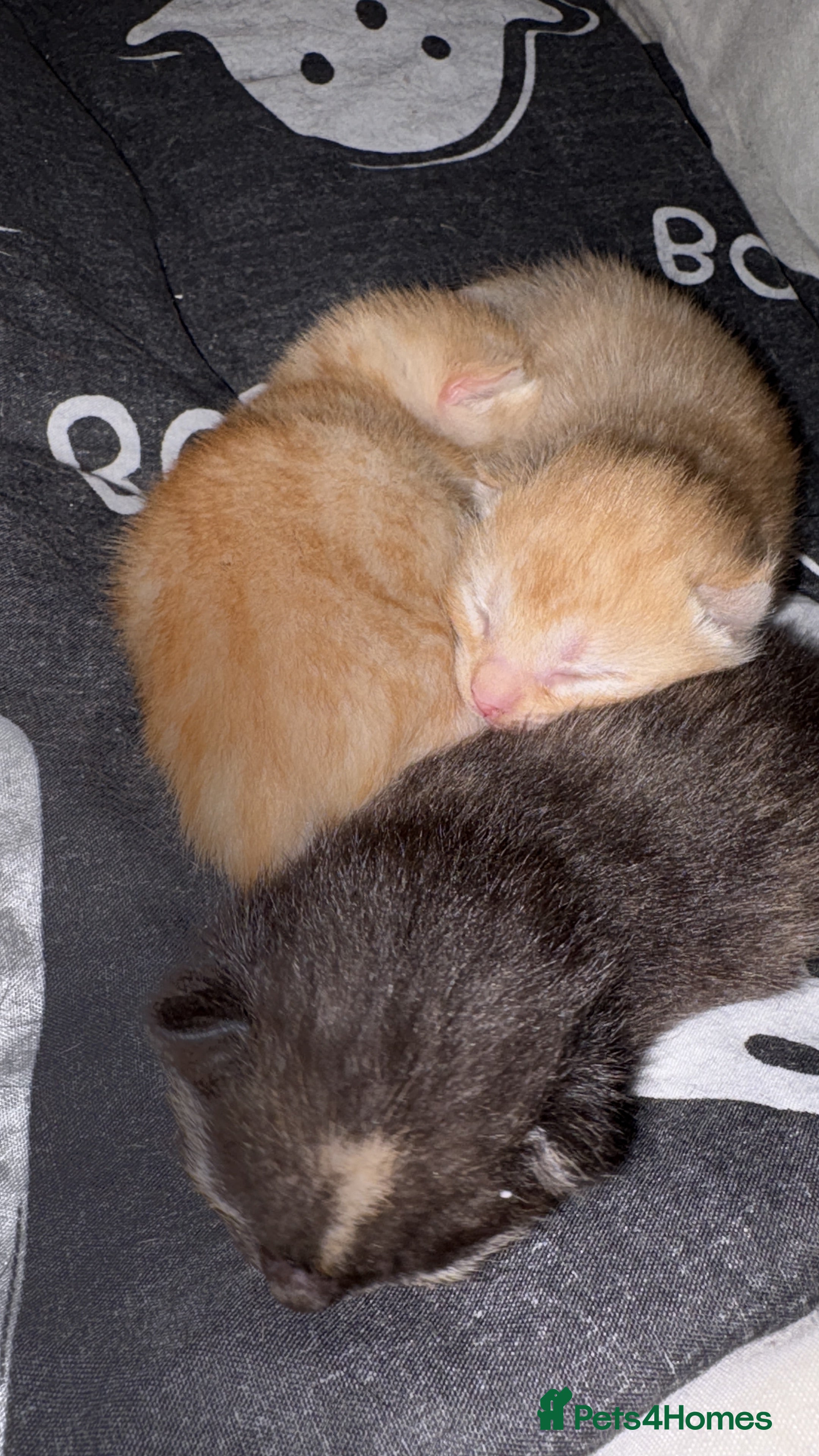Mixed Breed cats Beautiful ginger and ginger mix kittens in Stourbridge - Advert 1
