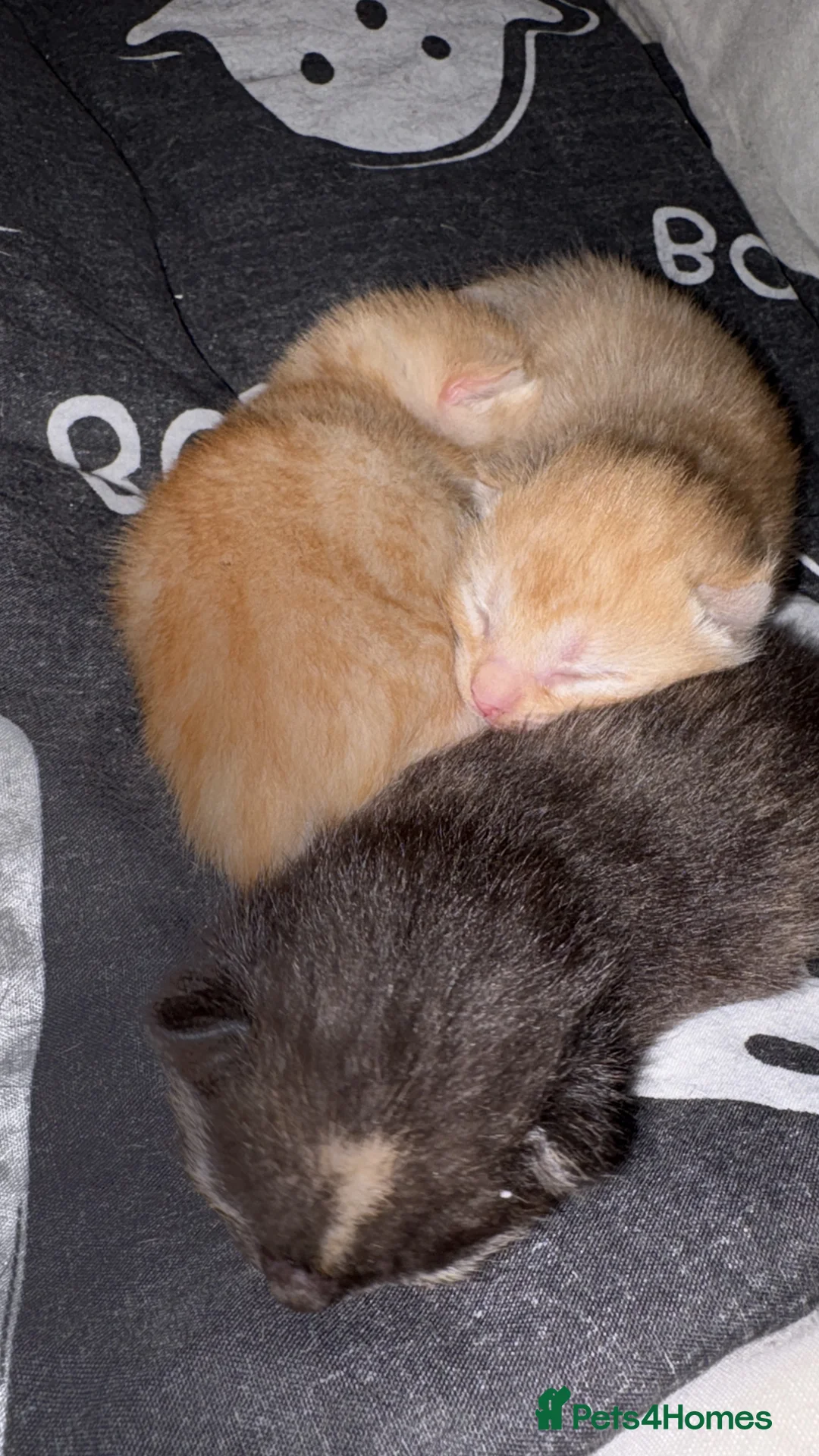 Mixed Breed cats for sale: Beautiful ginger and ginger mix kittens in Stourbridge - Advert 1