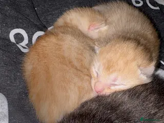 Mixed Breed cats Beautiful ginger and ginger mix kittens in Stourbridge - Advert 1