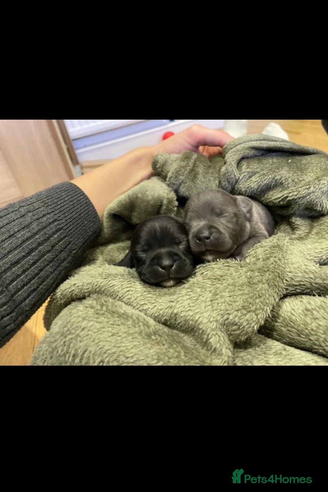 Staffordshire Bull Terrier dogs for sale: 🐶WORMED STAFFORDSHIRE BULL TERRIER PUPPIES 🐶 - Advert 3
