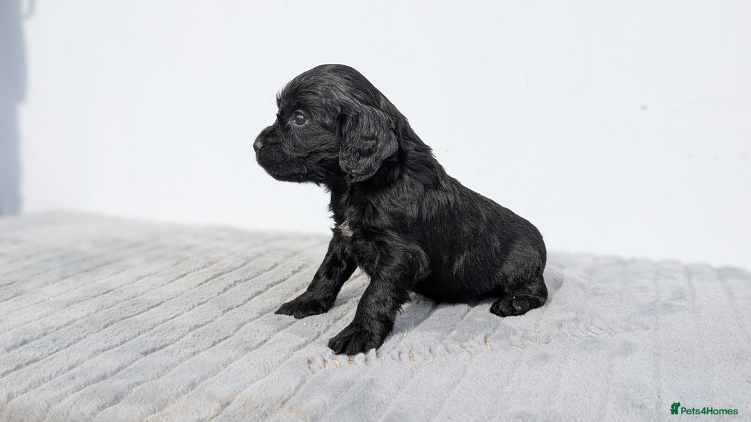Cocker Spaniel dogs for sale: Cracking Cocker Pups - Image 7