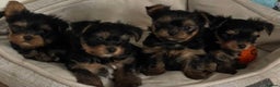 Yorkshire Terrier dogs for sale: Adorable Mini Yorkshire Terrier puppies - Advert 24