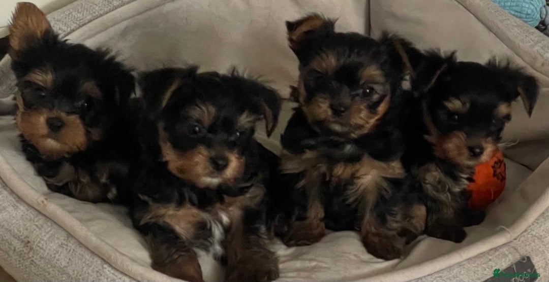Yorkshire Terrier dogs for sale: Adorable Mini Yorkshire Terrier puppies - Advert 24