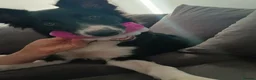 Border Collie dogs for sale: Rex border collie - Advert 4