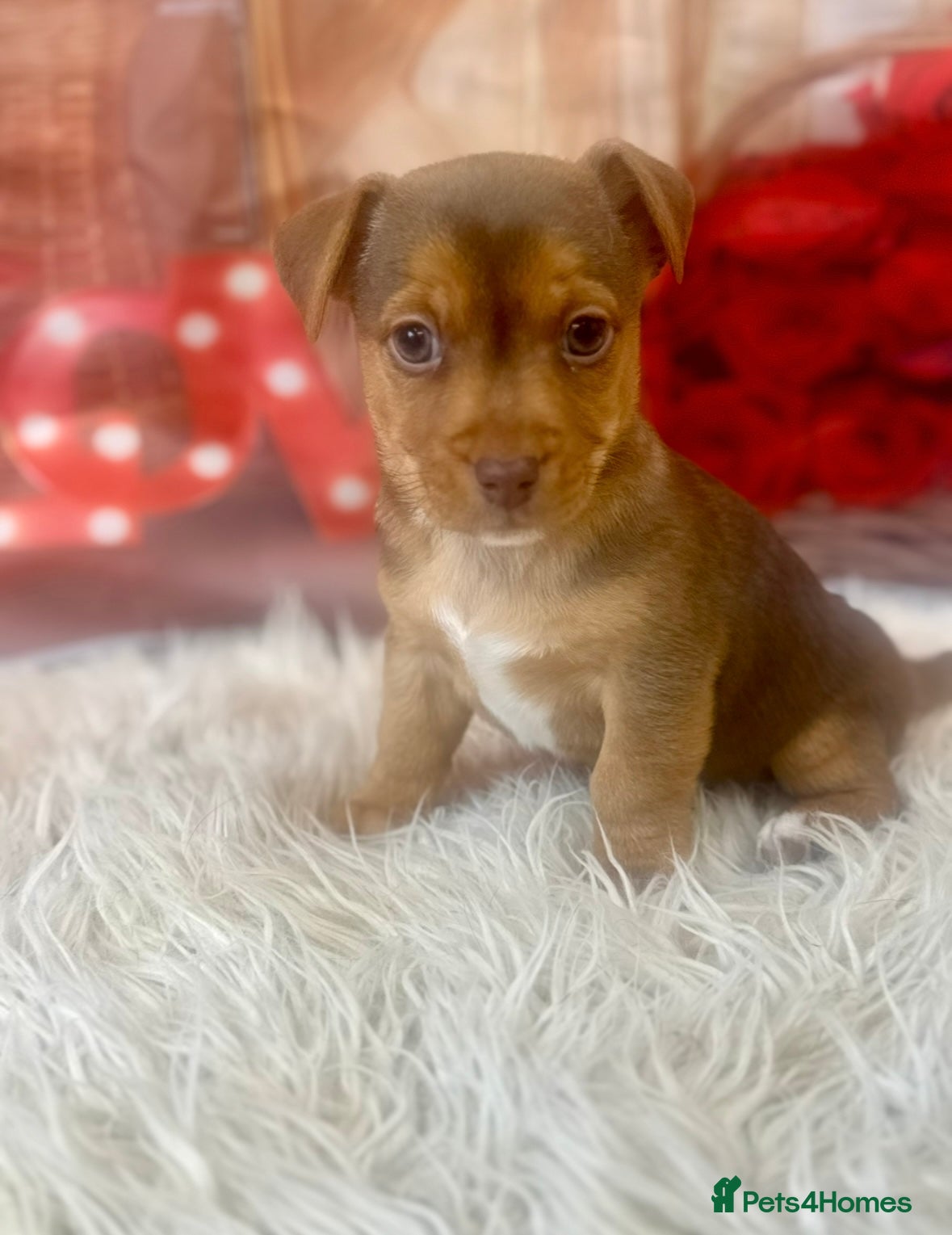 Jack Russell dogs 💙 Ready now- Beautiful Jack Russell Boys 💙 - Advert 2