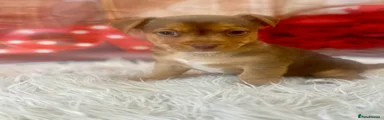 Jack Russell 1