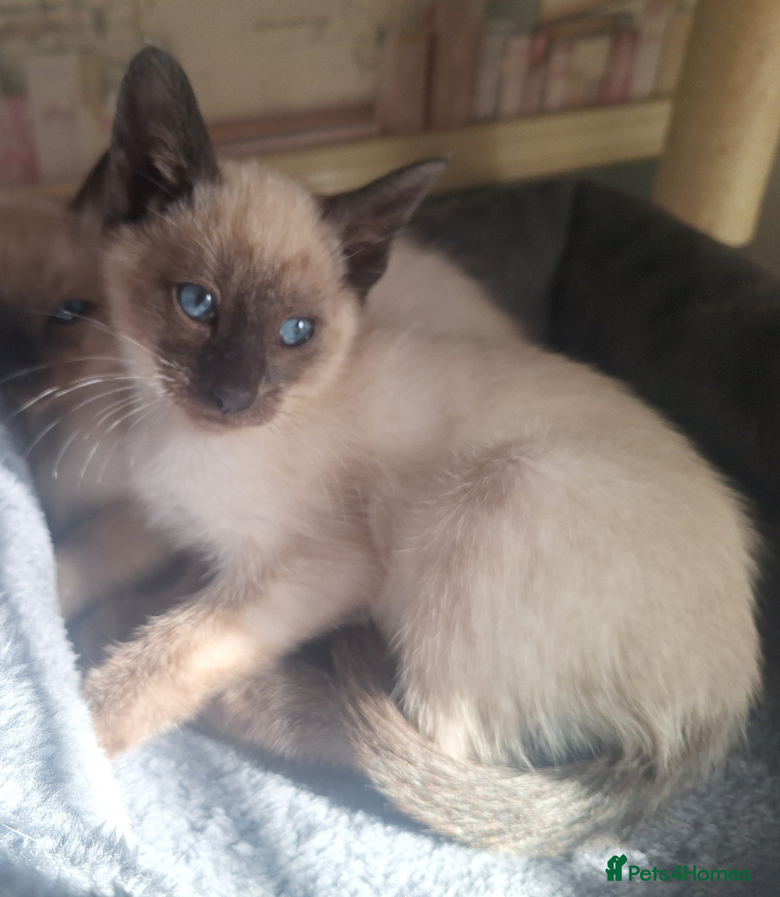 Siamese cats  Stunning Chocolate point female kitten - Advert 3