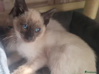 Siamese cats Stunning Chocolate point female kitten - Advert 3