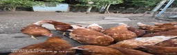 Chickens poultry for sale: Bovan Brown chickens  in Grimsby - Advert 4