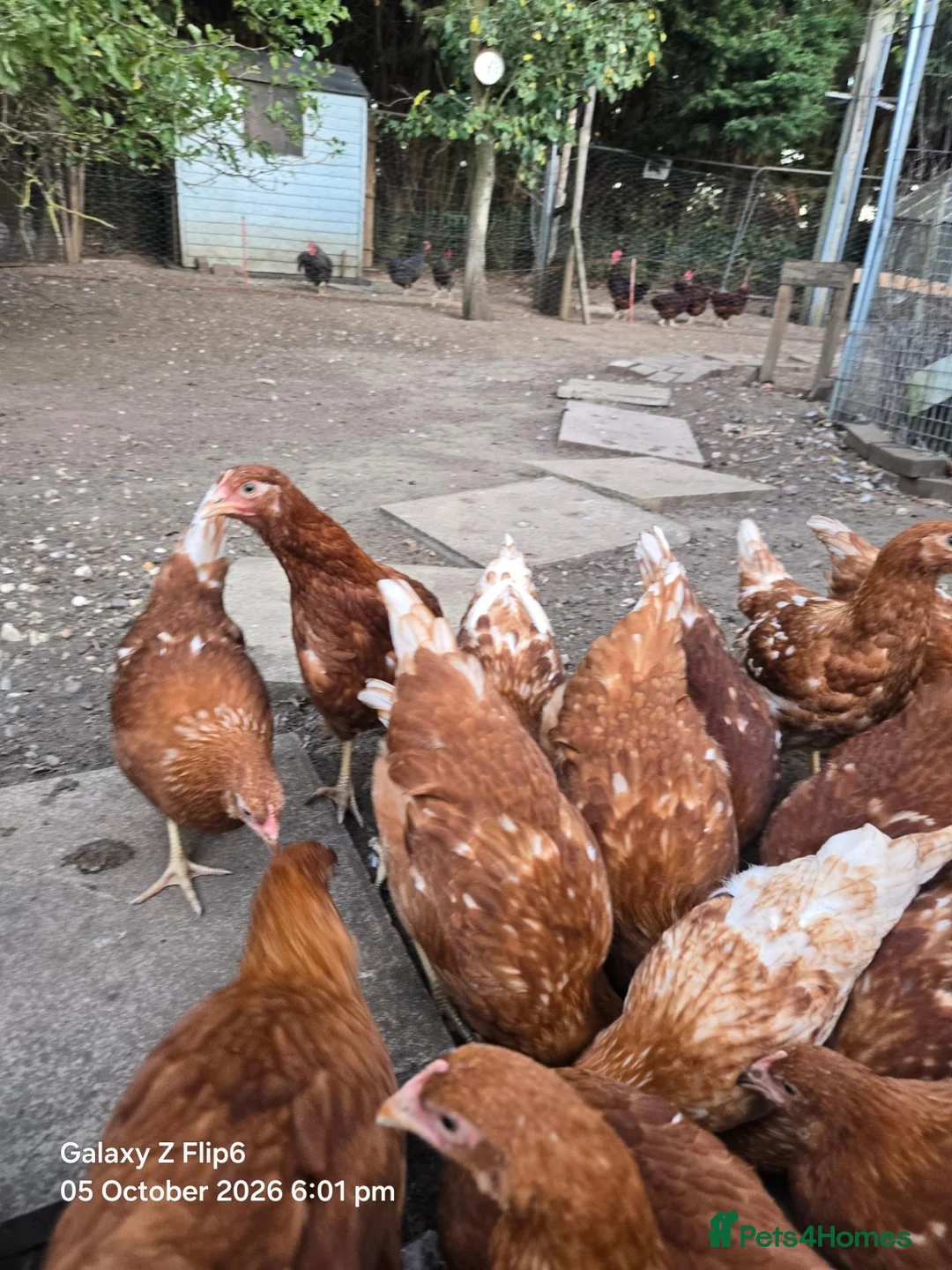 Chickens poultry for sale: Bovan Brown chickens  in Grimsby - Advert 4