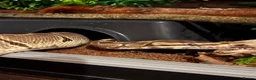 Python Snake reptiles for sale: Effy The Royal Python in Tiverton - Advert 5
