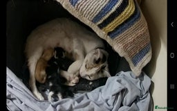 British Shorthair cats for sale: Kittens - Image 2