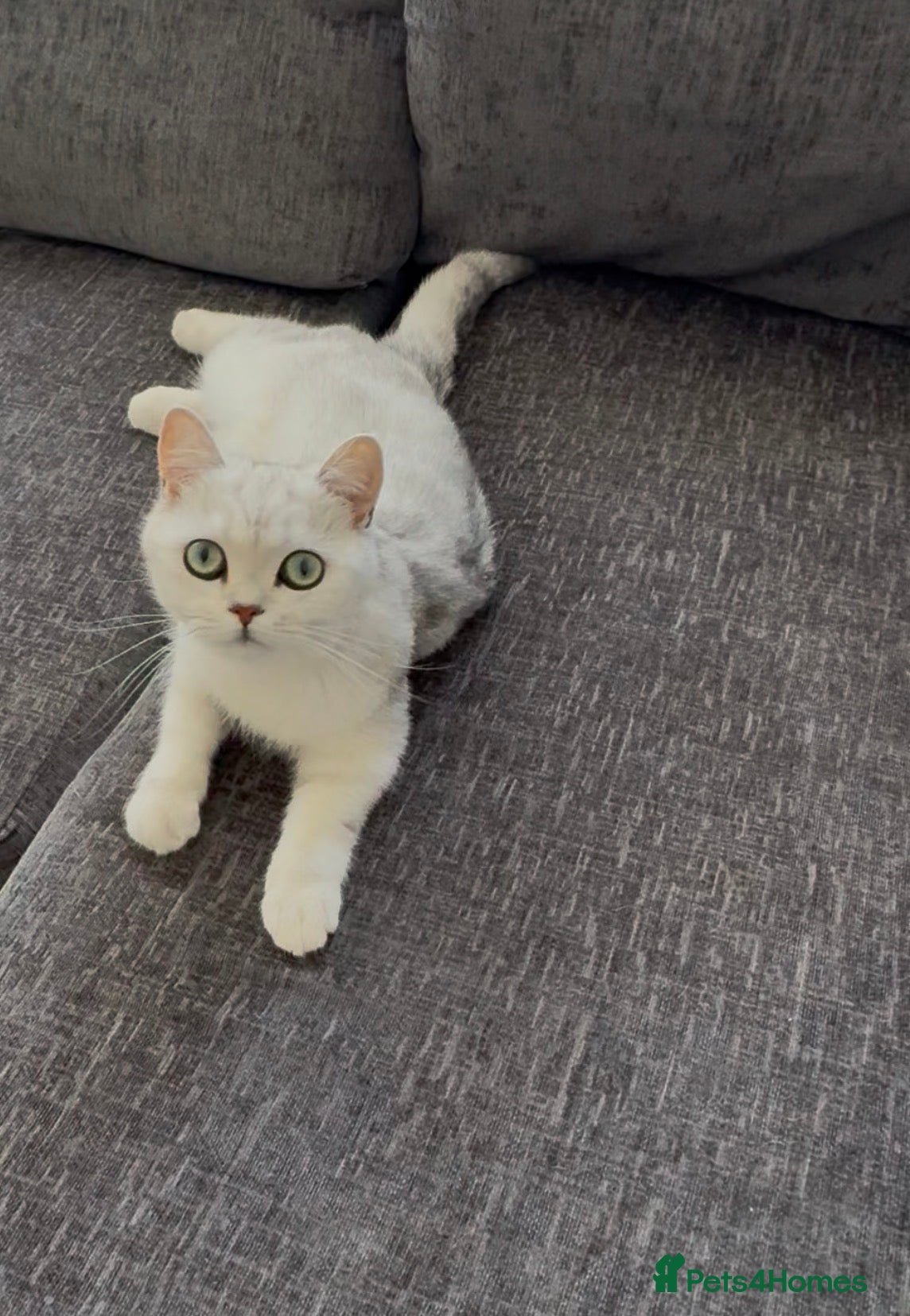 British Shorthair cats British Shorthair  - Advert 1