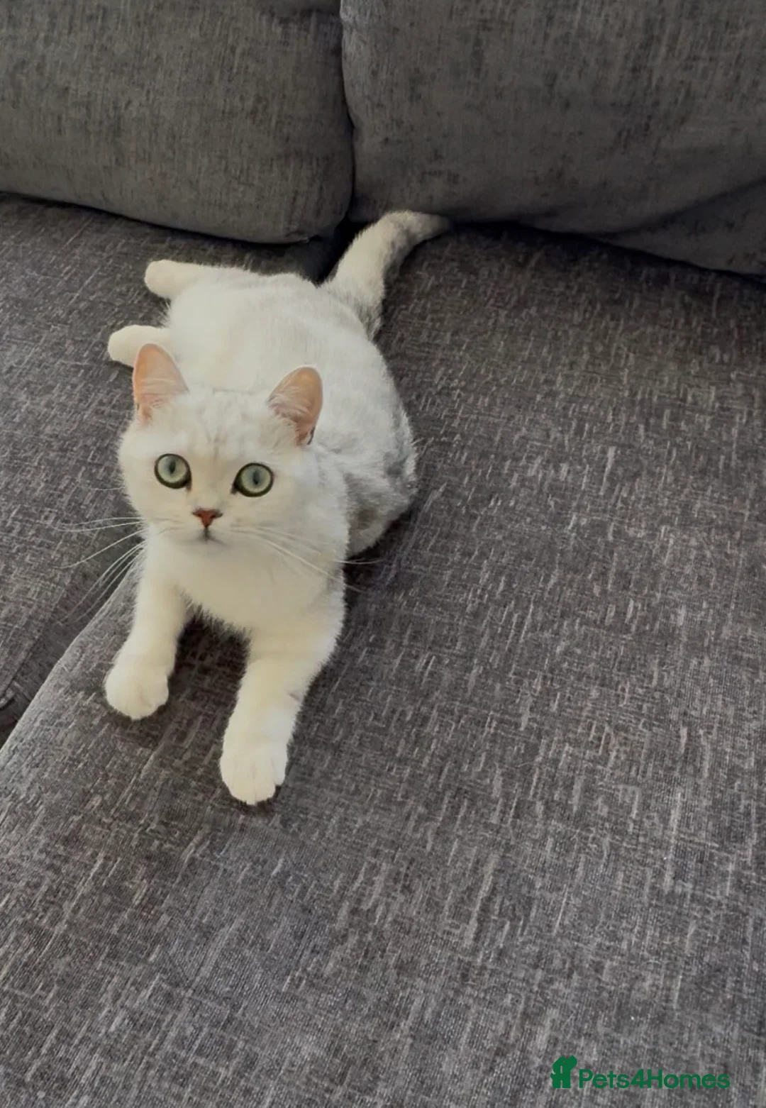 British Shorthair cats for sale: British Shorthair  in Wigston - Advert 1